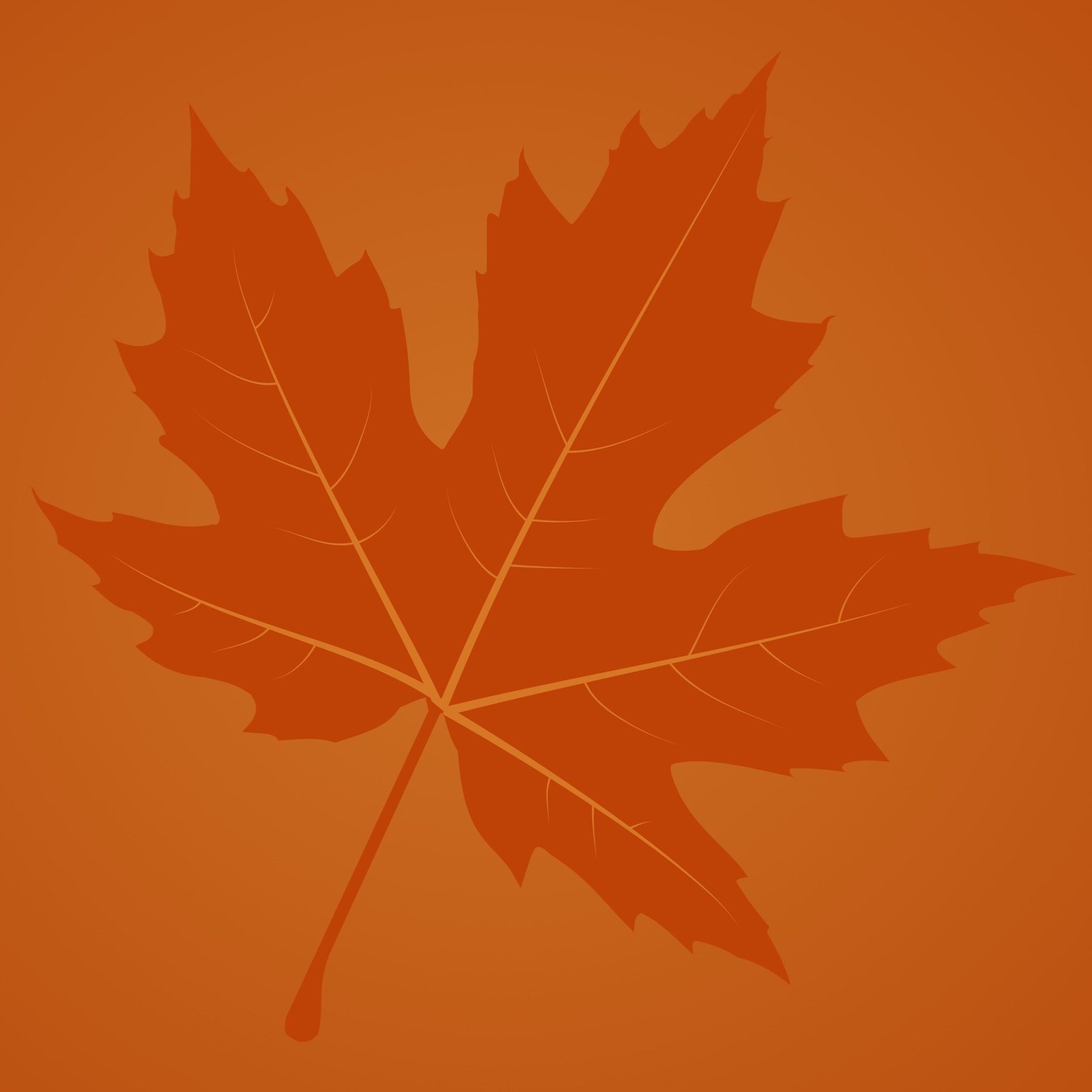 Maple Mathematics Akçaağaç Matematik Acer Saccharum illustration background