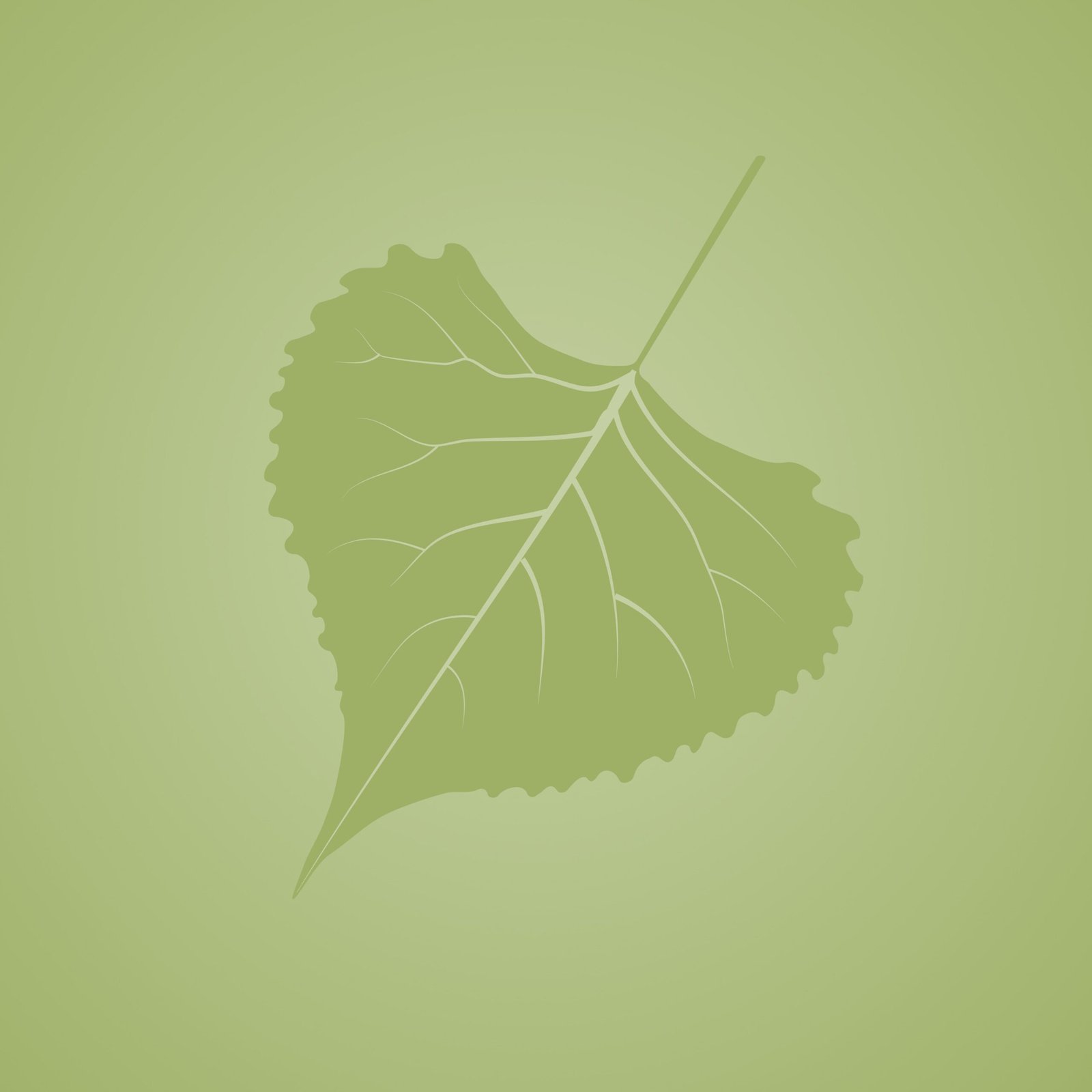 Populus Philosophy Kavak Felsefe Populus Deltoides illustration background